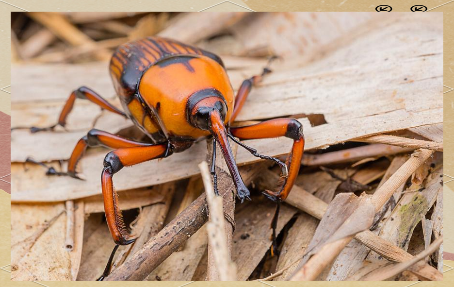 竹象虫的减少:人类活动与害虫的天敌