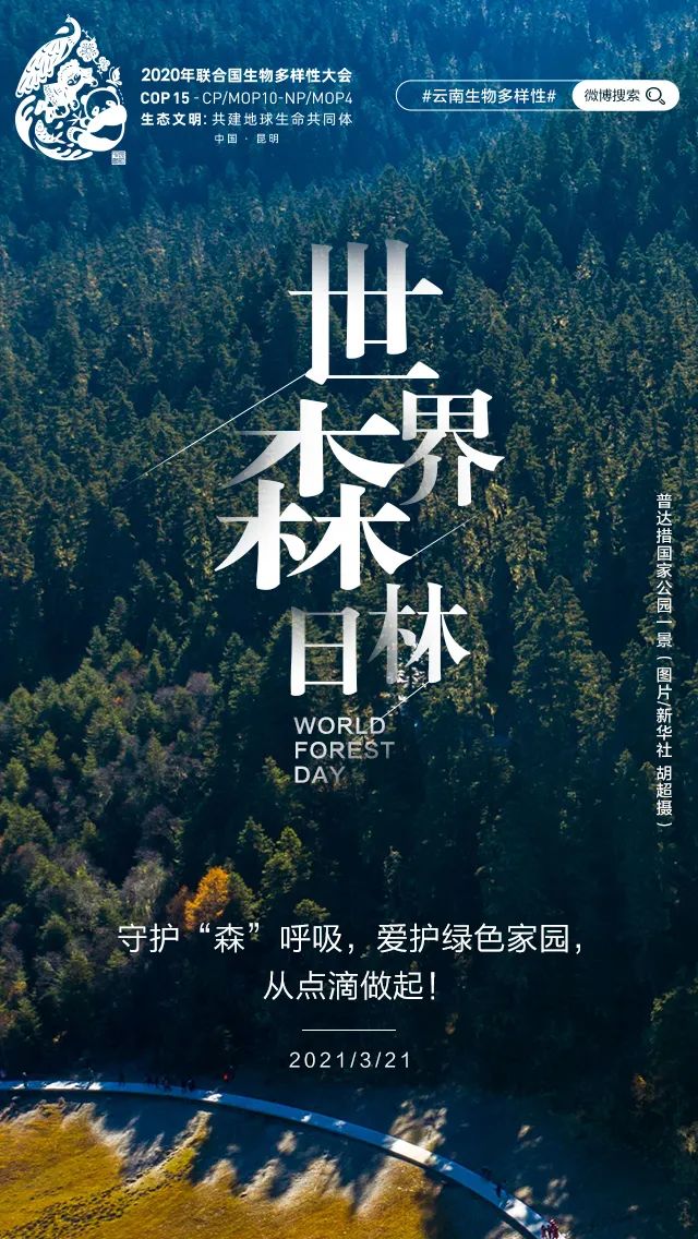 「世界森林日」守护"森"呼吸,爱护绿色家园,从点滴做起!