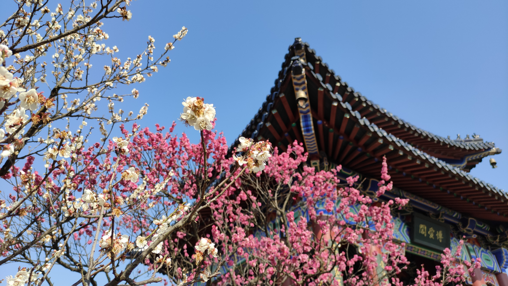 2021中国南京国际梅花节@你