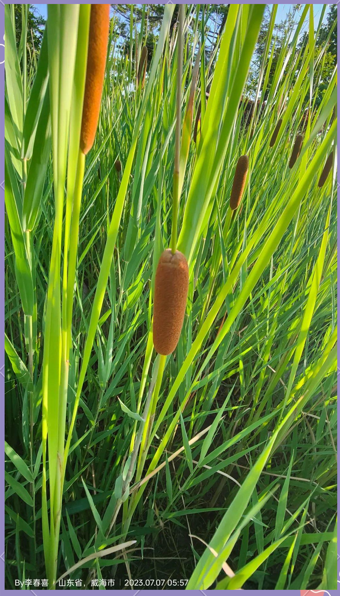 angustifolia分类地位:属于香蒲科typhaceae香蒲属typha别名:鬼蜡烛