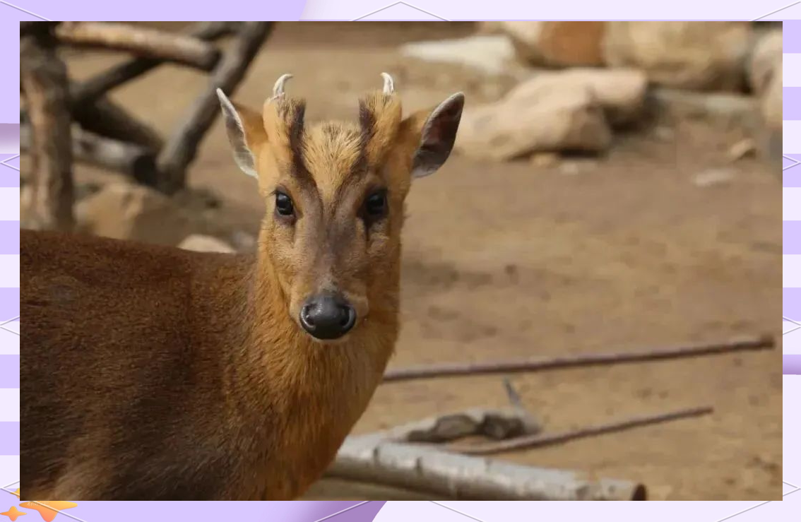 遂昌野生动物探秘:黄麂的呆萌生活与绝活表演