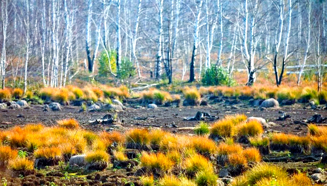 泥炭沼泽:独特生态系统的重要性与保护策略