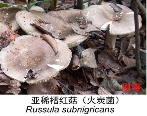 10地高风险!云南吃菌子"防小人"指南