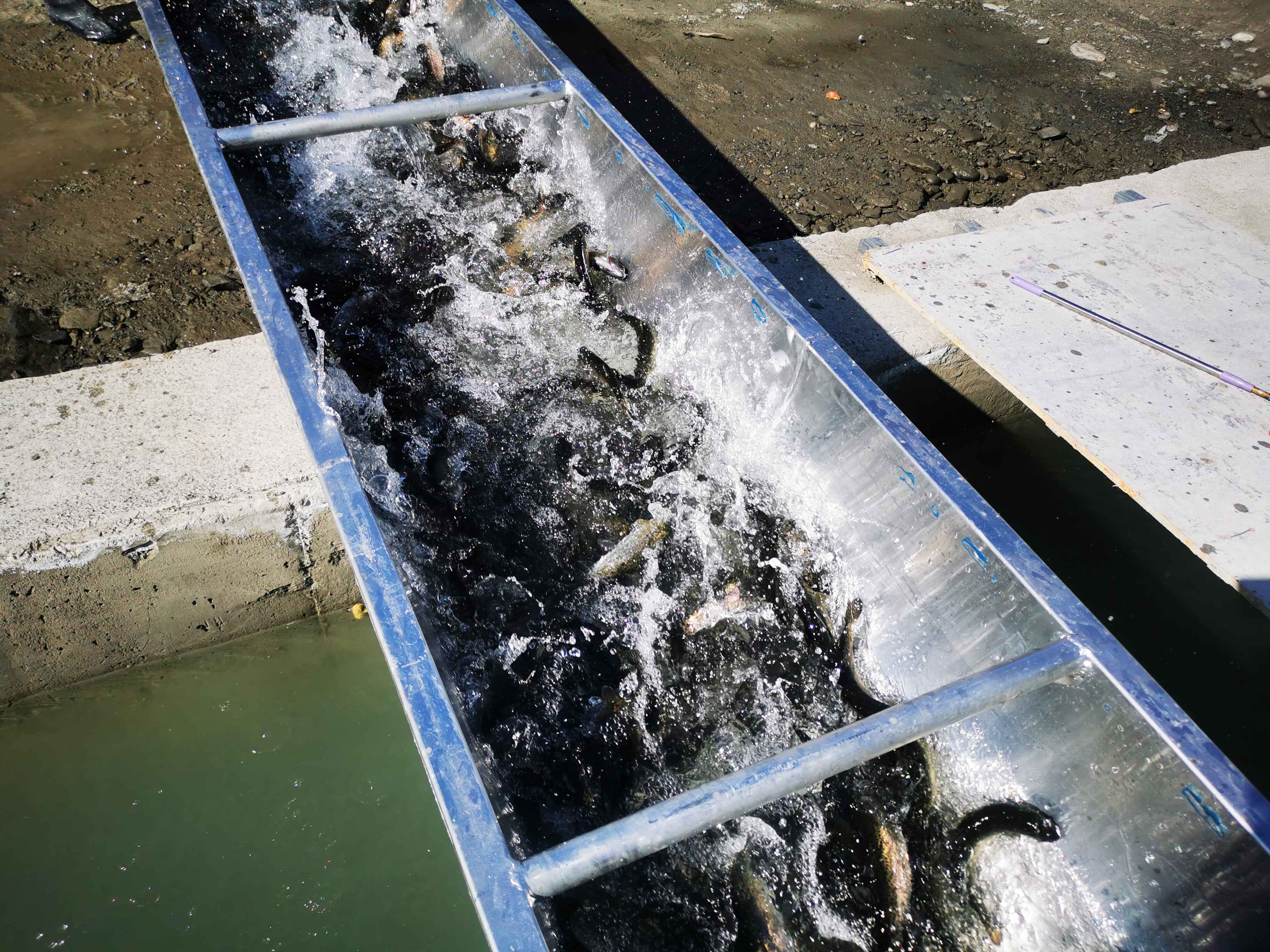 总投资6000万元!四川北川高山冷水鱼养殖基地项目产能正式释放