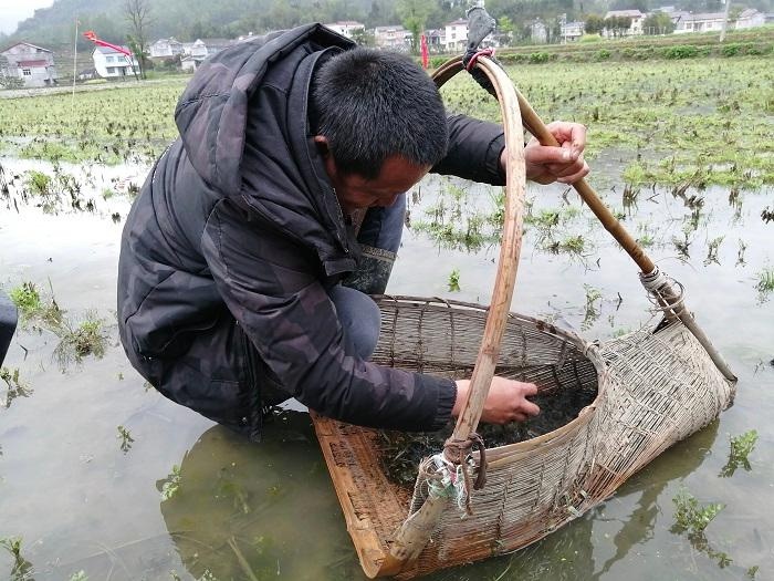 葛仙米种植图片