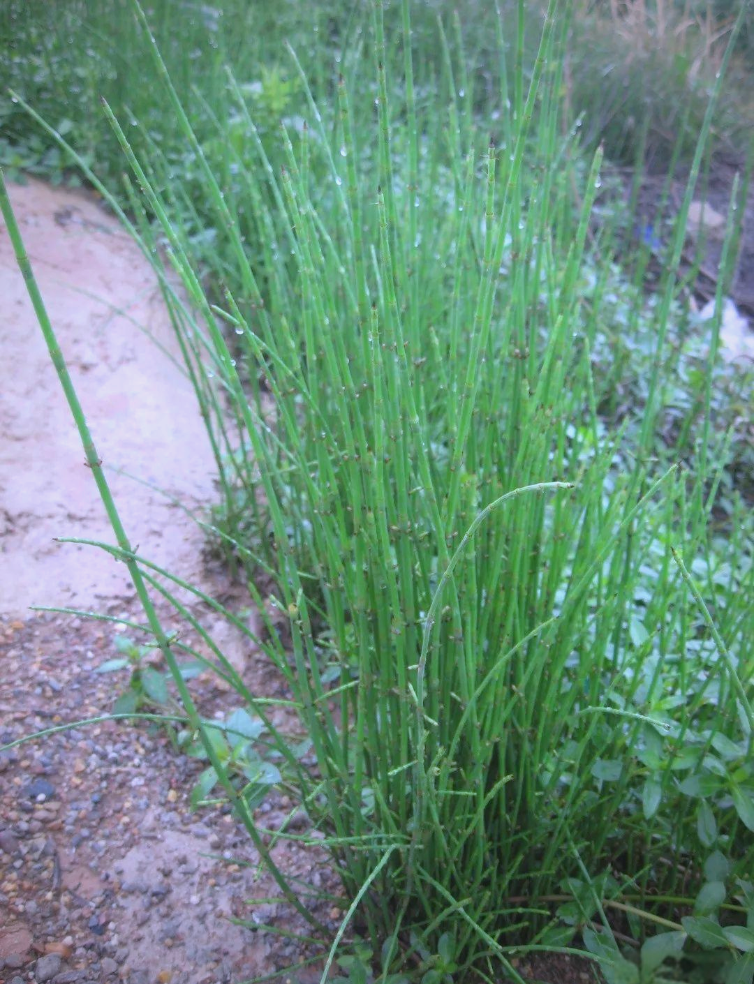 节节草:清肝明目,利九窍,治跌伤的多功能本草