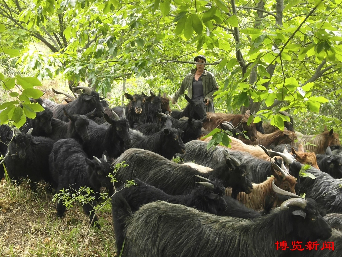 淄博农业造芯记⑦︱沂蒙黑山羊:羊中的黑珍珠