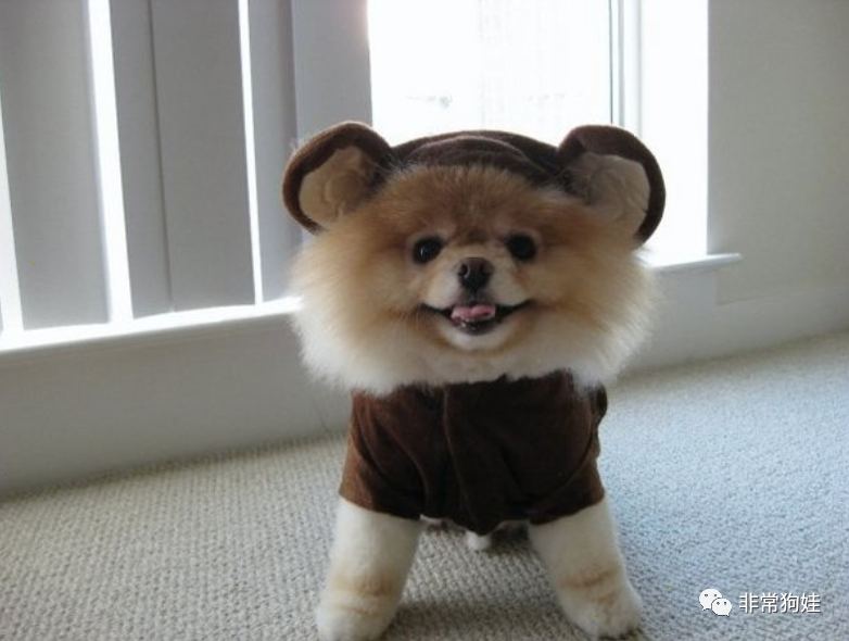 犬髋关节发育不良(chd)的保健(续篇)