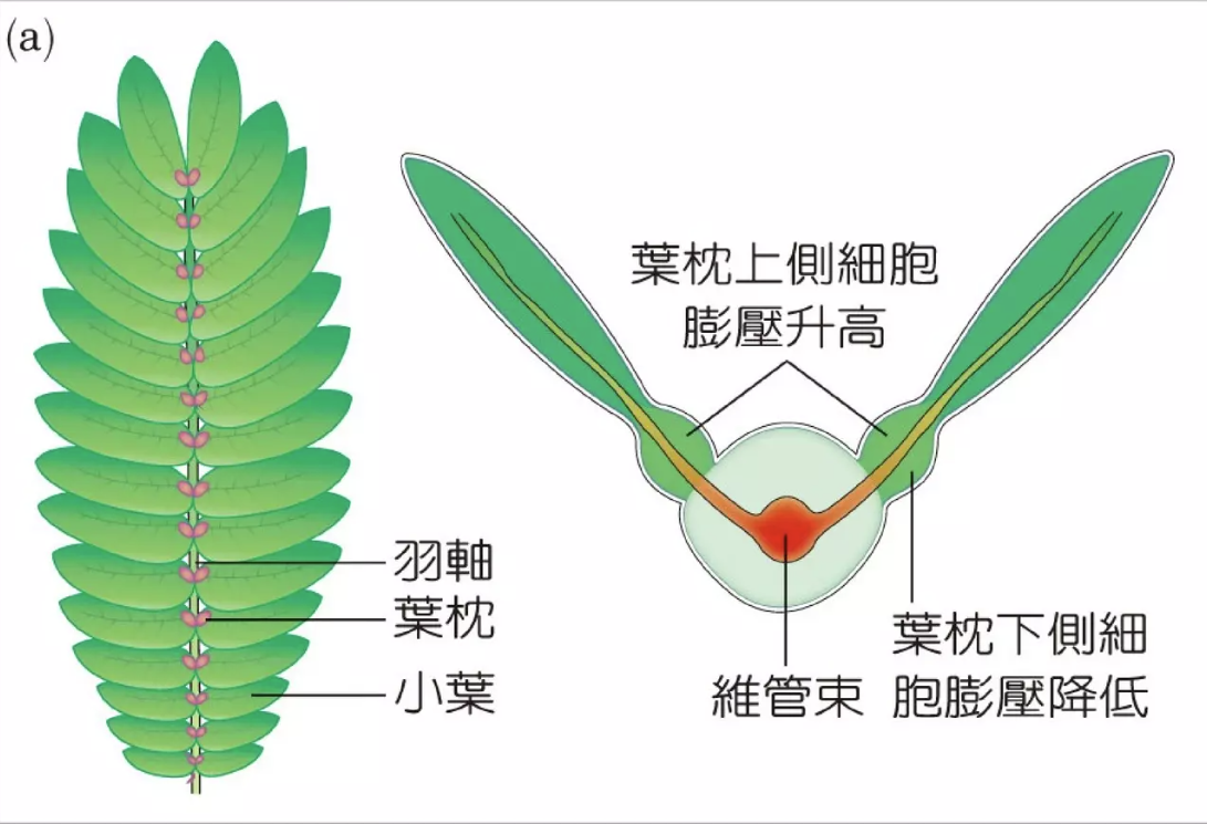 含羞草结构图解图片