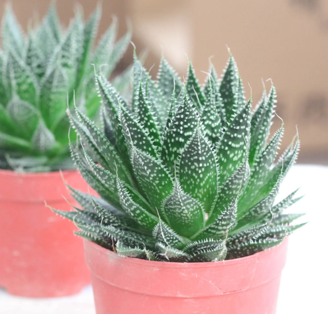 波露多肉植物:养育指南,让你的波露绽放美丽