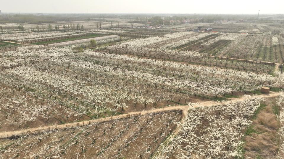 千树万树梨花开!阳信万亩梨园惹人醉