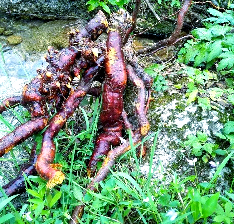 虎杖的根茎横生,不仅具有显著的护坡水土保持功能,还是一种颇具观赏