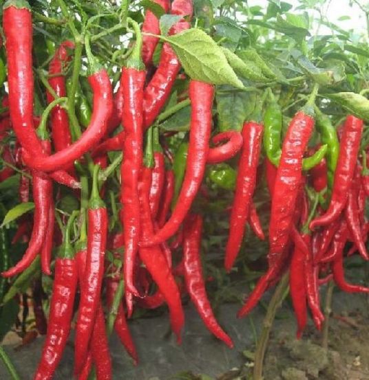 鸡泽辣椒又名"羊角椒"你吃过吗?