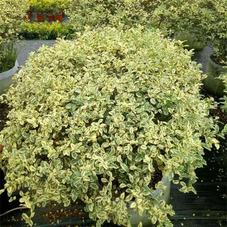 金姬小蜡球栽培技巧和繁殖方法有哪些