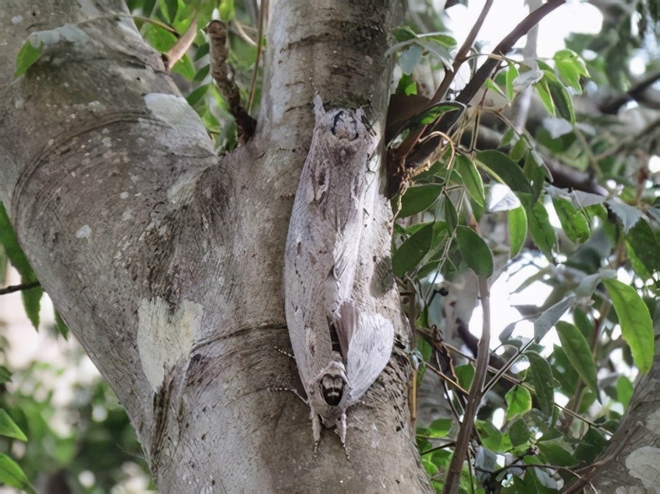 小学生发现老鼠大的蛾子,毛茸茸好像外星怪兽,胖得飞不动
