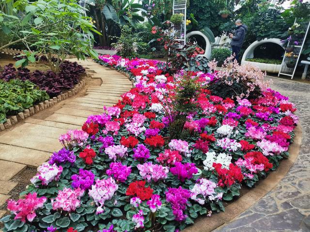 郁金香,风信子,蝴蝶兰,杜鹃,秋海棠等40余个品种六万余株 石家庄市