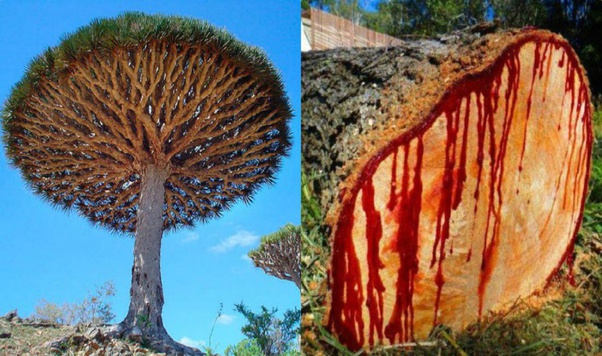 有些树木像人一样流血是真的吗?