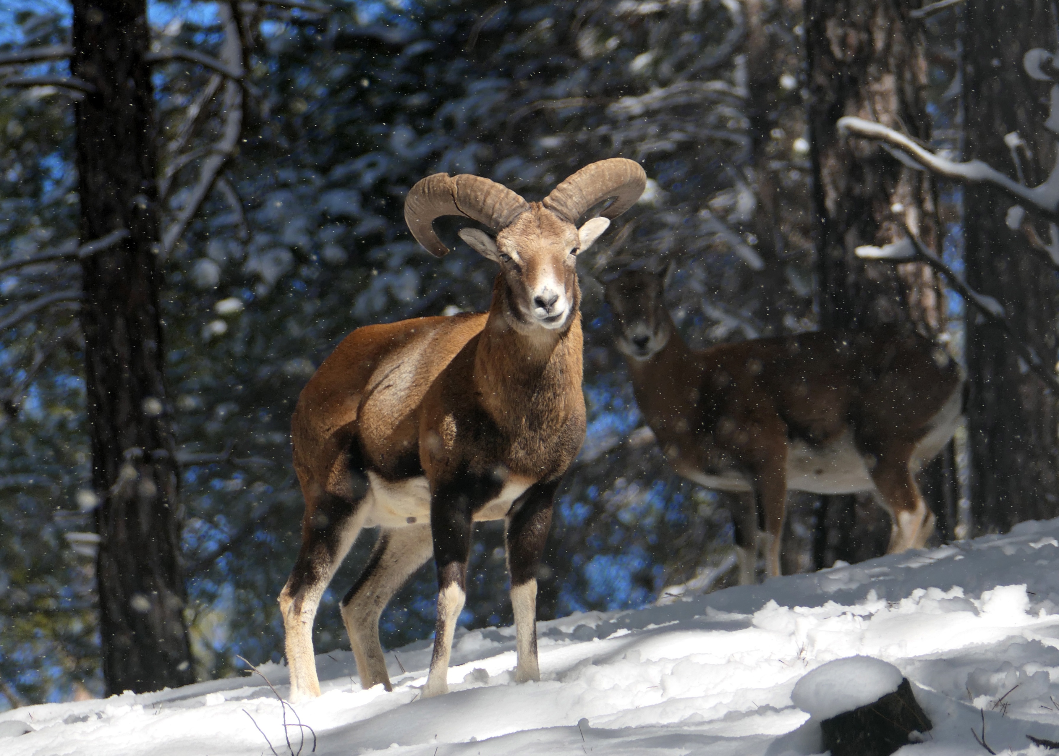 塞浦路斯的盘羊
