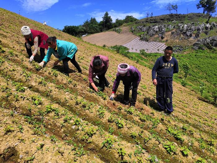 白果坪村的"幸福家园梦"