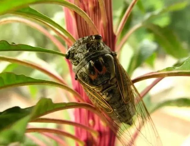野性贵州有问必答丨叫了整个夏天的知了你到底知多少