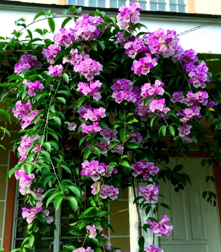蒜香藤:花开满枝,四季芬芳,值得考虑的盆栽之选