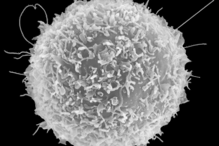 estrella immunopharma即将完成spac上市