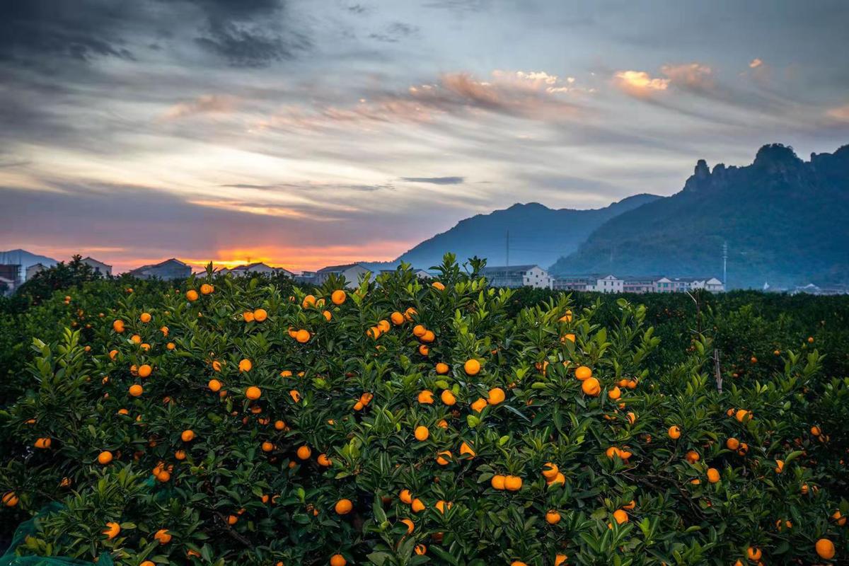 黄岩贡橘园 千年橘花香