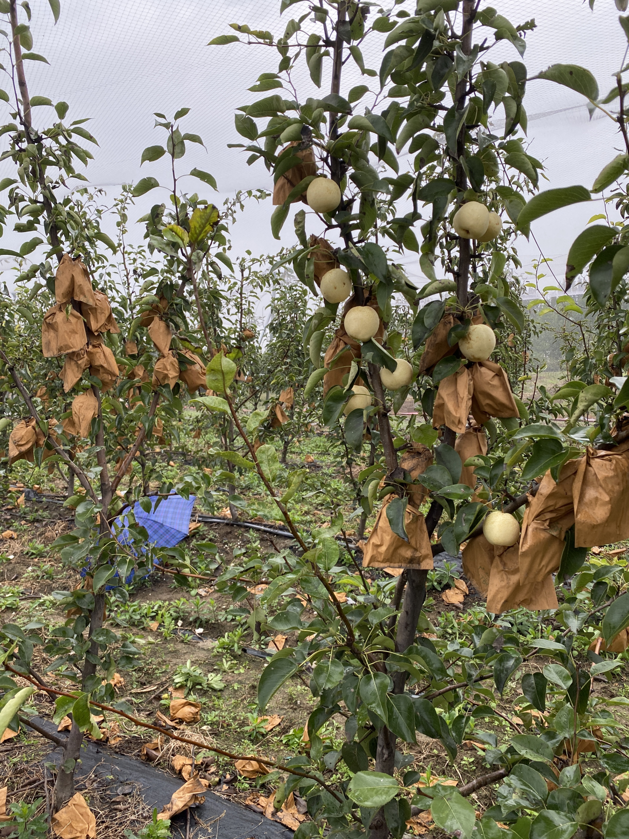 山农酥梨为何受市场欢迎 山农酥梨树苗的优点介绍