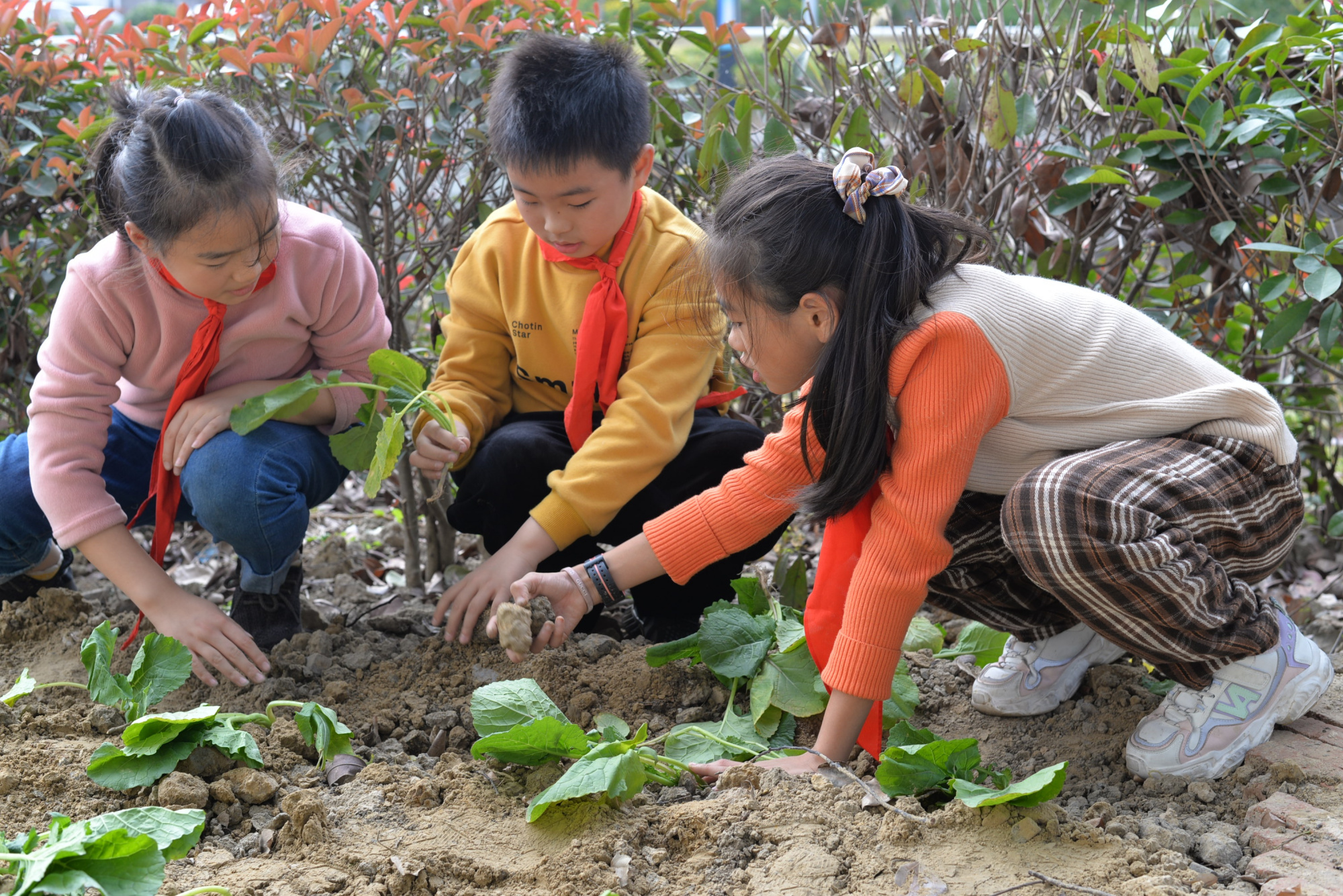 晟舍小学:体验油菜种植,感受劳动乐趣
