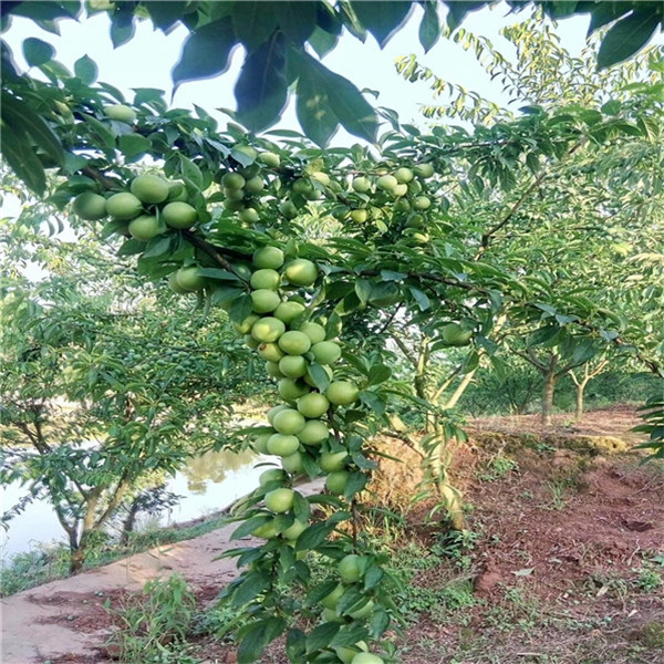 樱桃李树苗品种的"天花板"——小仙子一号樱桃李树苗