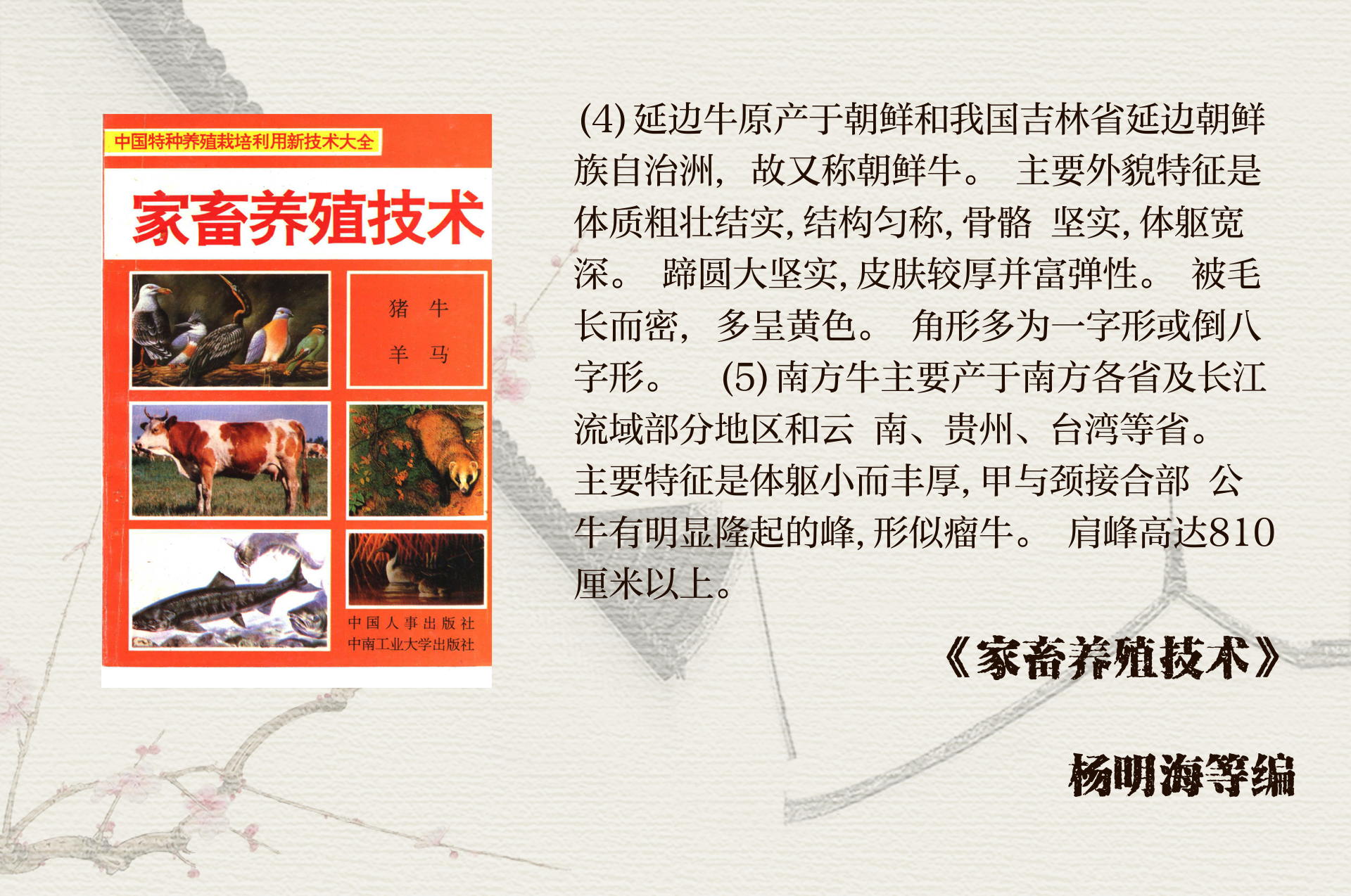 牛的种类与特征介绍
