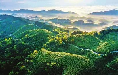 航拍大竹县团坝镇白茶村云峰茶谷白茶种植基地