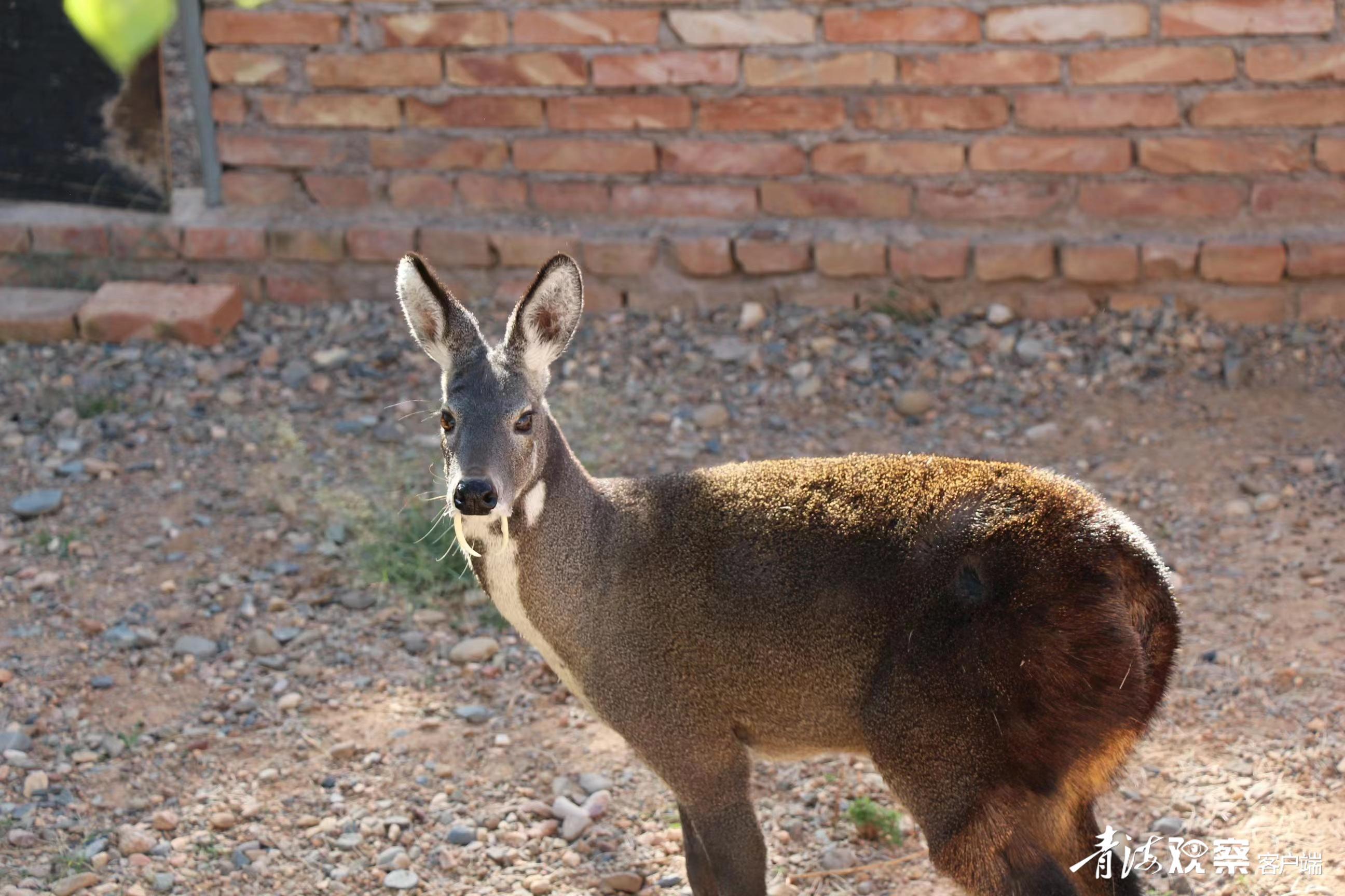 海东循化:林麝"入驻""黄河彩篮"