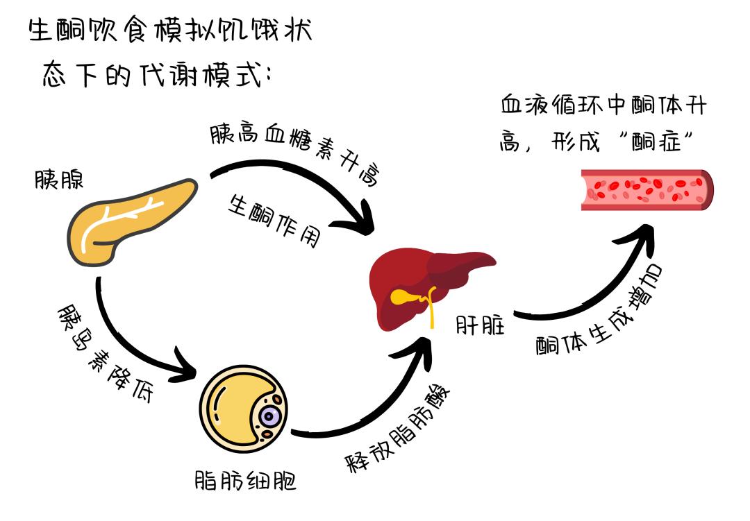 生酮饮食副作用图片