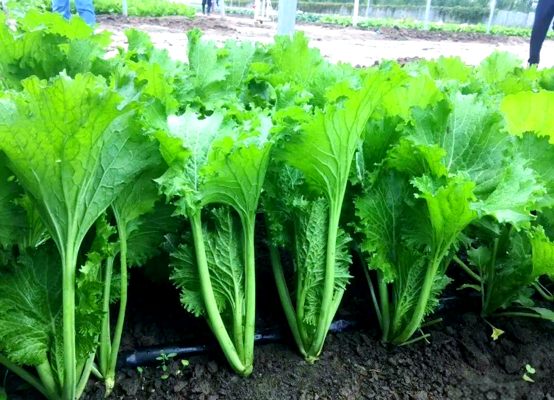 芥菜品种多样,你更偏爱哪一种?