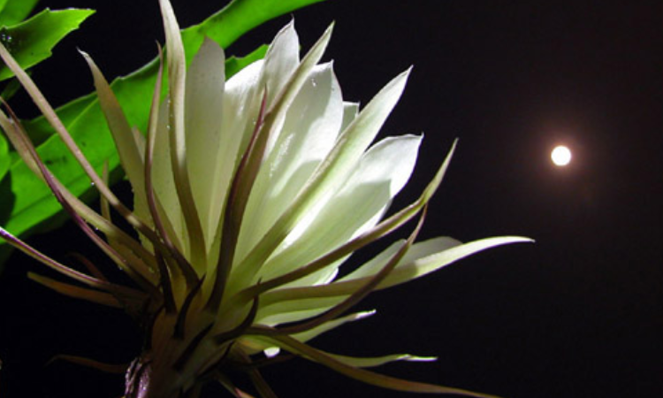 昙花最贵的品种