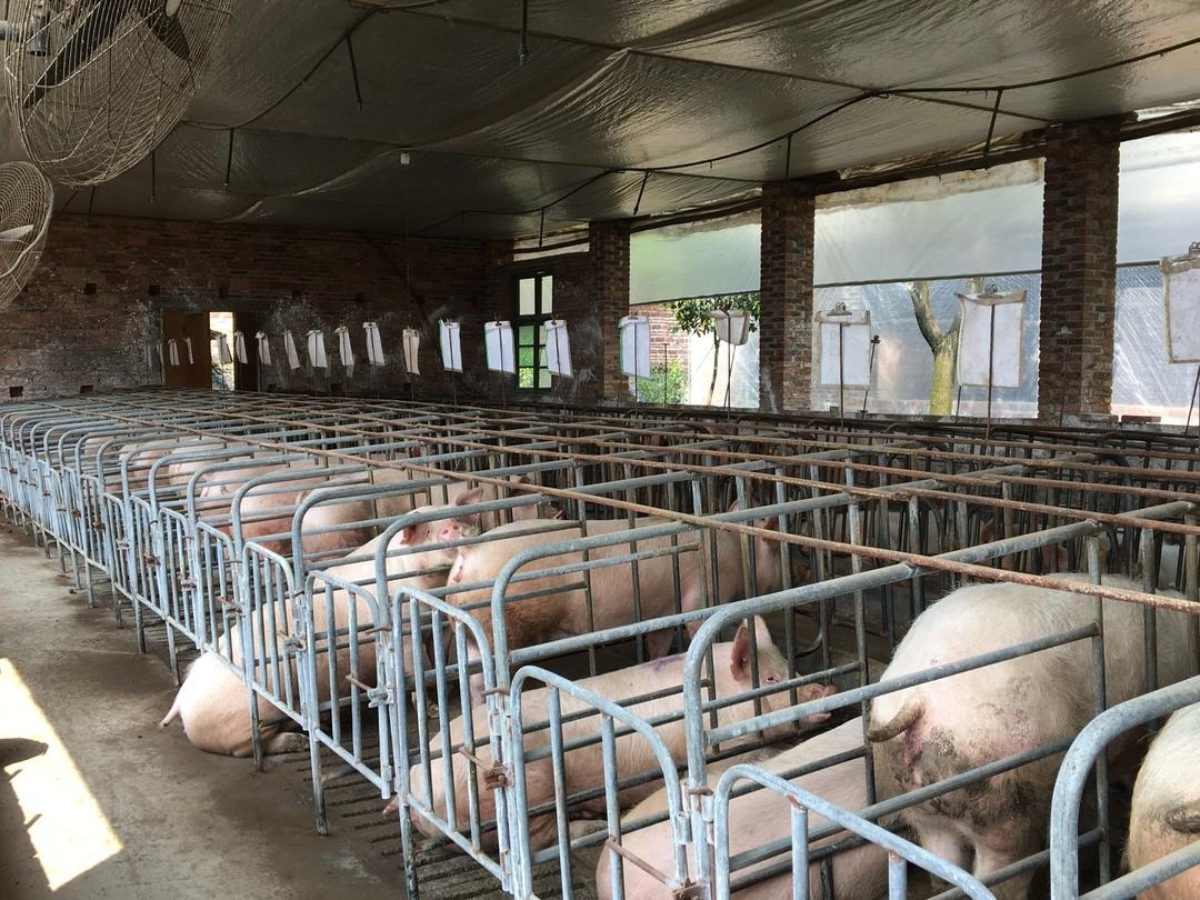 太和镇村民回乡创业成为养猪大户