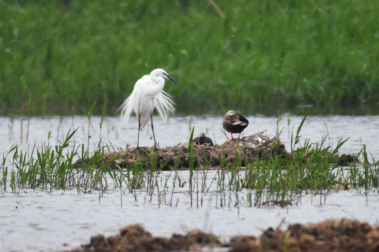 城阳白沙河入海口湿地鸟翩跹