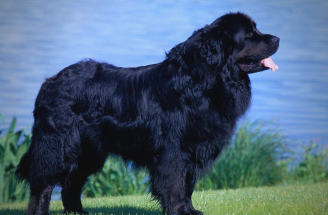 纽芬兰犬全面介绍:历史,特征与饲养指南