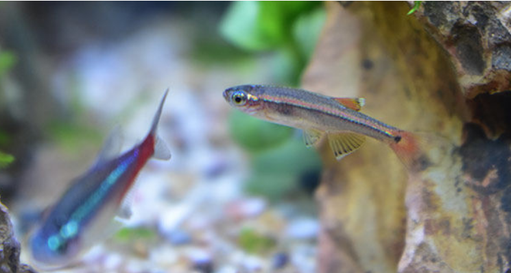 不建议养白云金丝的原因是什么?