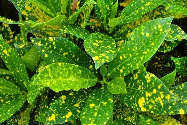 40种植物常见病虫害图片