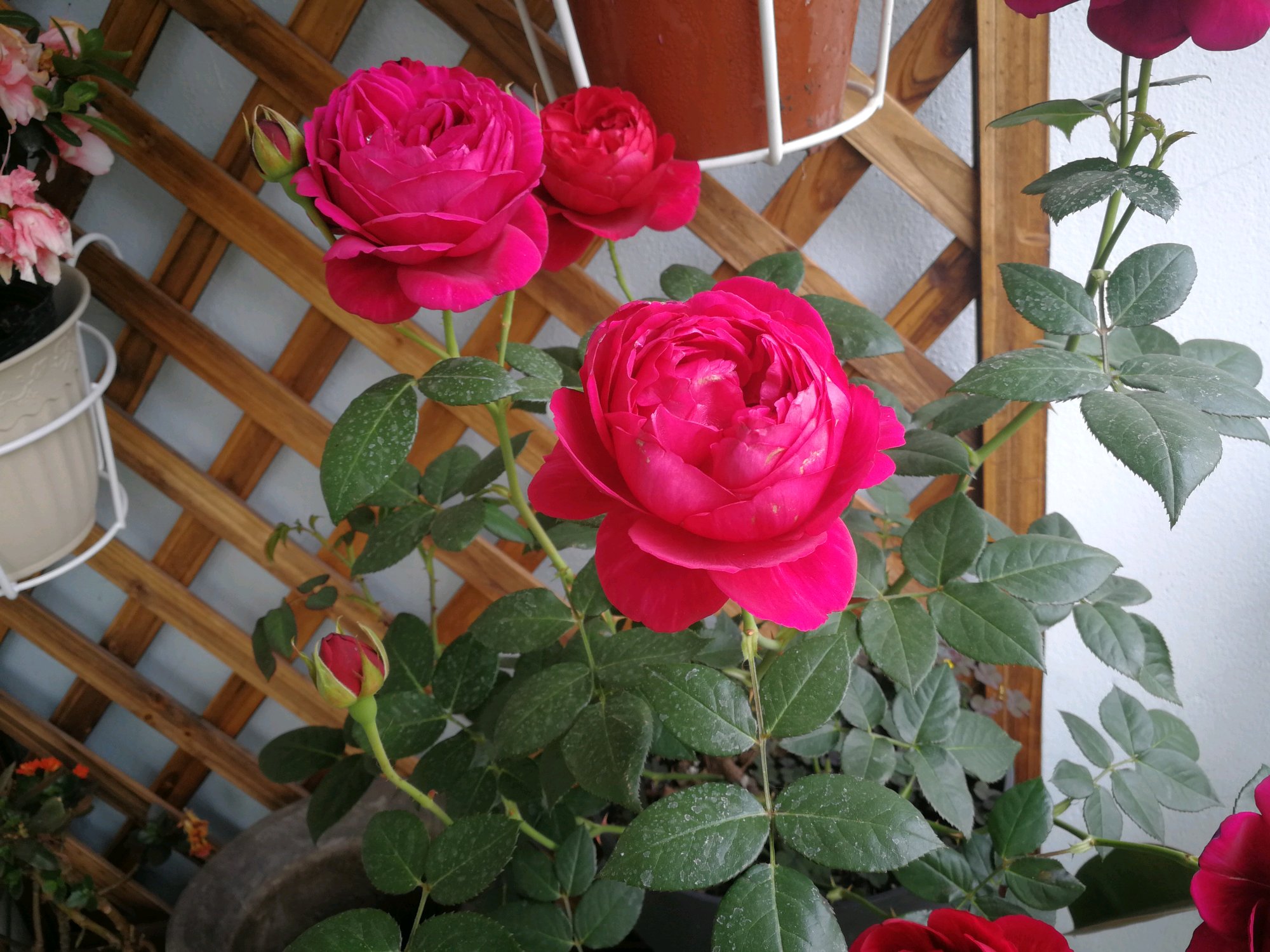 月季花"真彩230"—美若芍药,芳香幽远,丰花勤花,阳台也能养