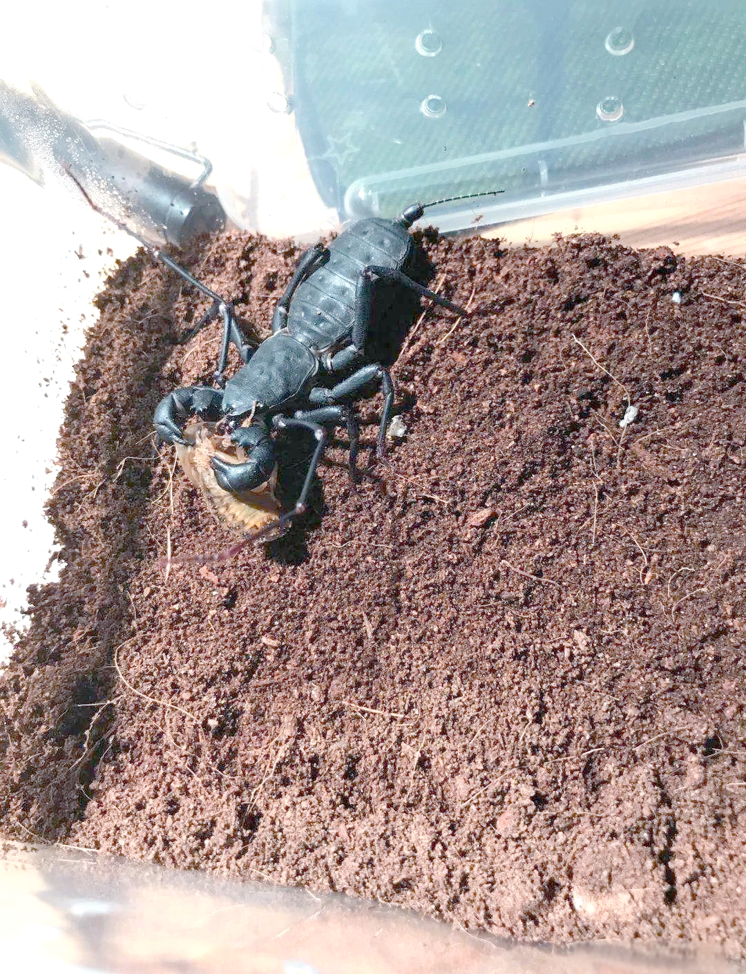 探索中国鞭蝎:从形态到生态角色全解析