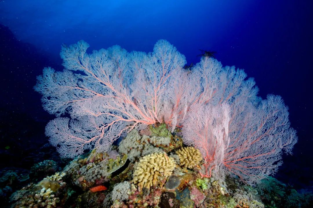 课文原文:"正像人们说的那样,西沙群岛的海里一半是水,一半是鱼.