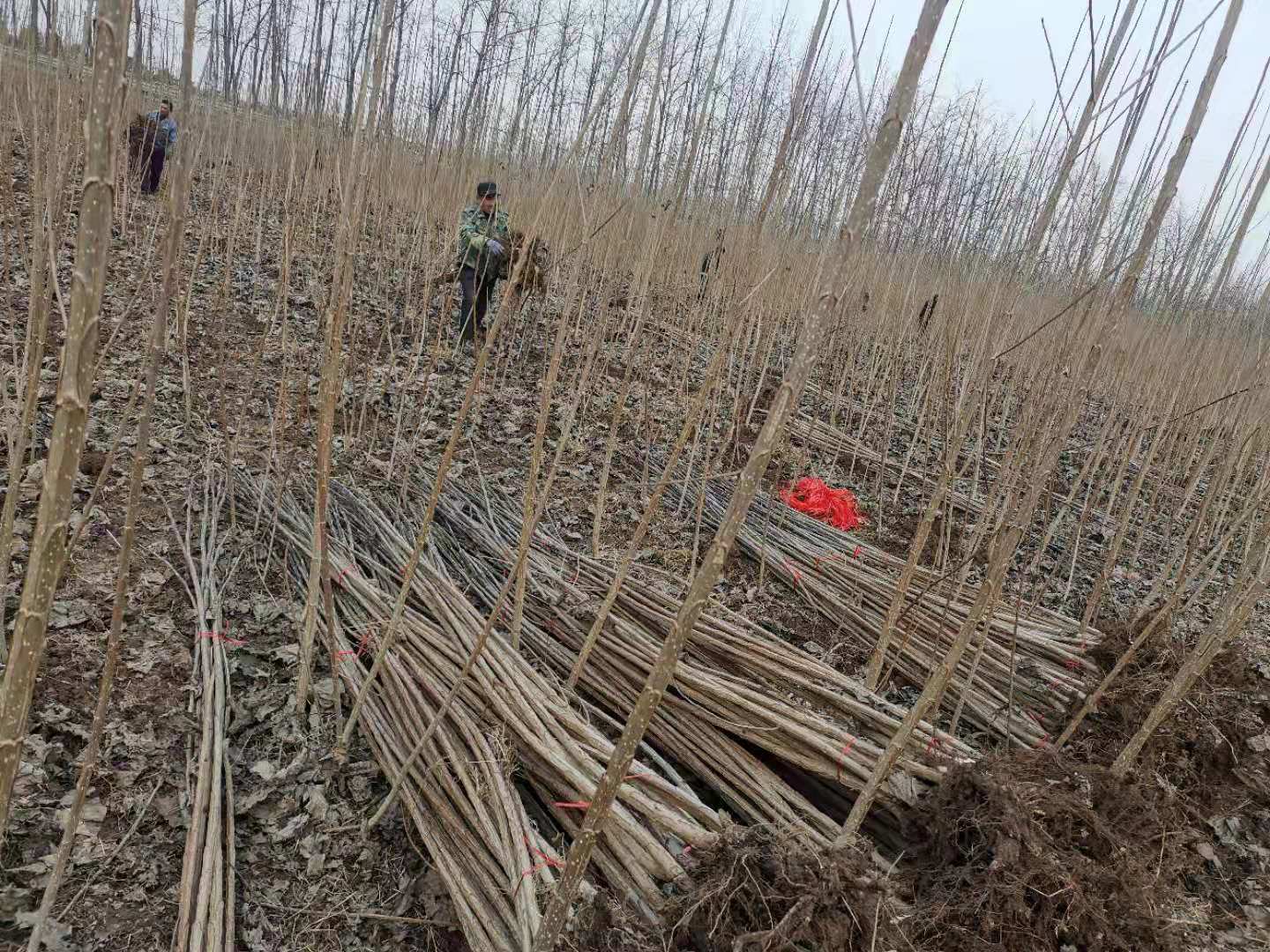 吉德杨树和107速生杨哪个好 欧美107杨有哪些栽植技术