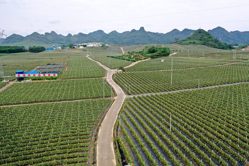 隆安县那桐镇:公路畅通铺就幸福大道