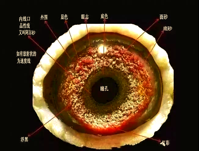 呈现佛珠状的鸽子,在詹森鸽中较为常见