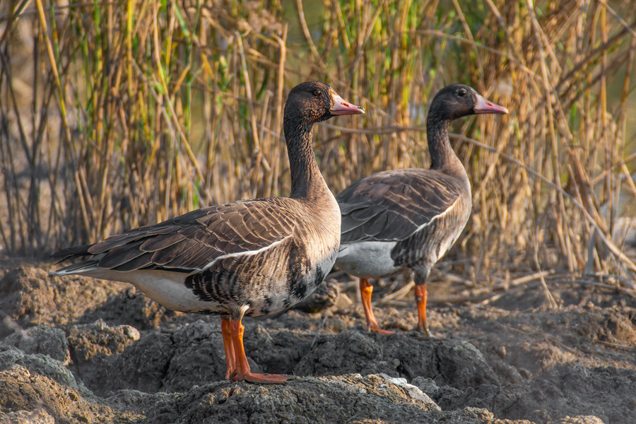成群白额雁飞抵厦门越冬,属国家二级保护动物