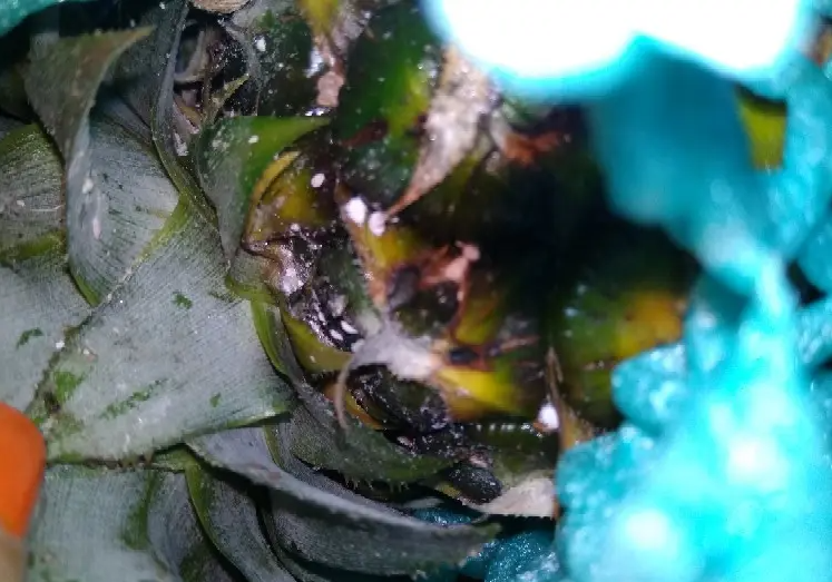 台湾凤梨"日本梦碎"?