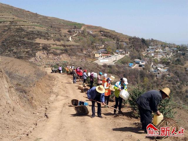 武山县杨河镇:开展村庄绿化美化行动扮靓美丽乡村